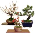 send bonsai plant to japan