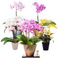 send orchids plants to japan