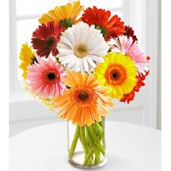 send 12 multi color gerbera daisies in vase to japan